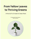 A Practical Indoor Plants Guide