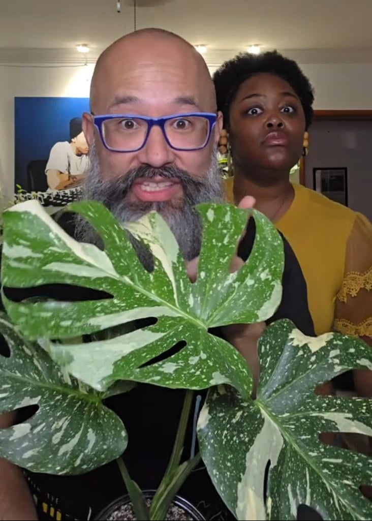 Monstera 'Thai Constellation'